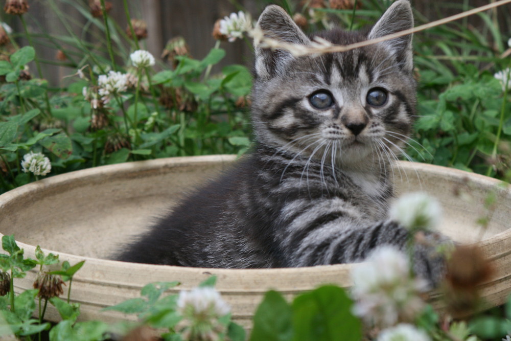 mit den Augen eines (Katzen-)Kindes