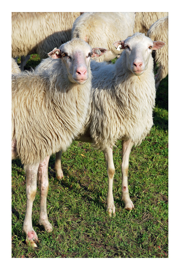 Mit den Beinen haben wir Bock auf Bock!