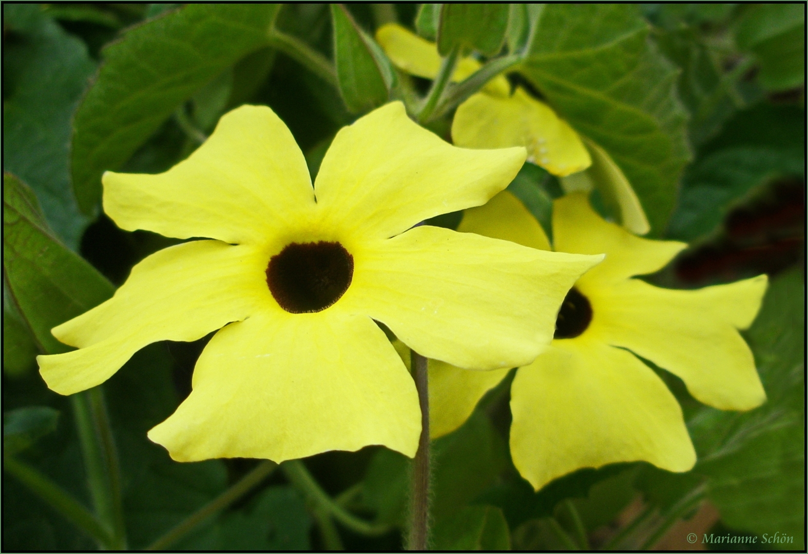 Mit den Blüten der Schwarzäugigen Susanne