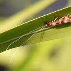 Mit den Dingern bleibst du überall hängen