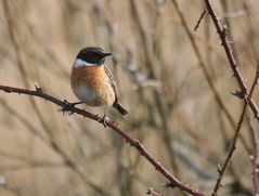 Mit den ersten Brombeer-Knospen