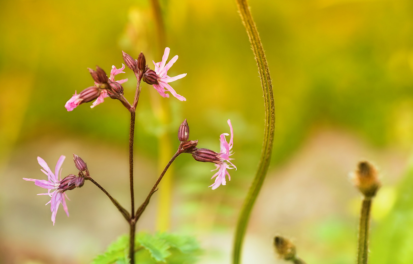 mit den farben der blume atmen ...