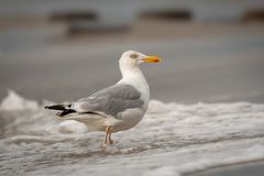 mit den Füßen im Wasser