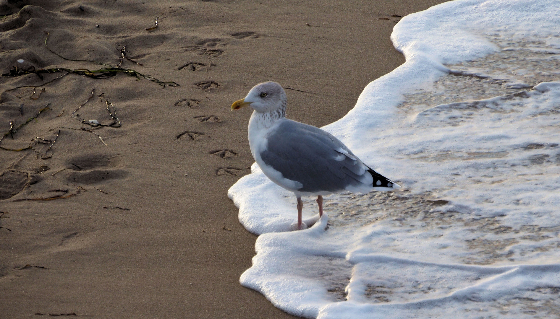 Mit den Gedanken an der Ostsee .... 