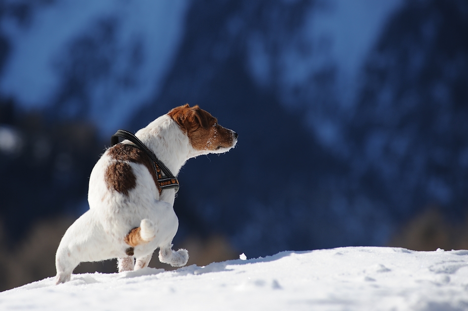 Mit den großen Hunden