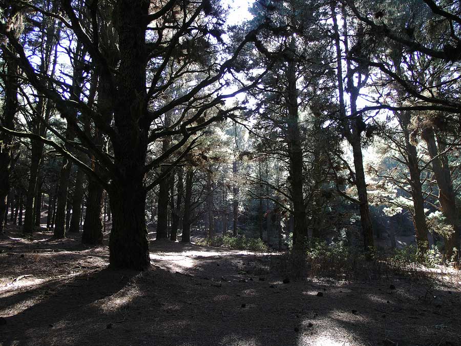 Mit den Hobbits im Düsterwald