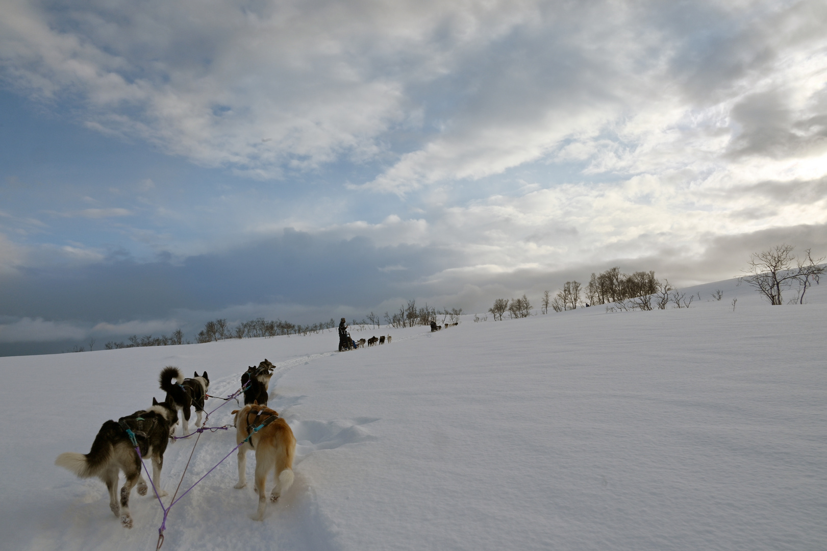 mit den Hunden