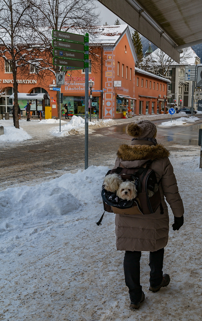 Mit den Hunden im Winter spazieren gehen