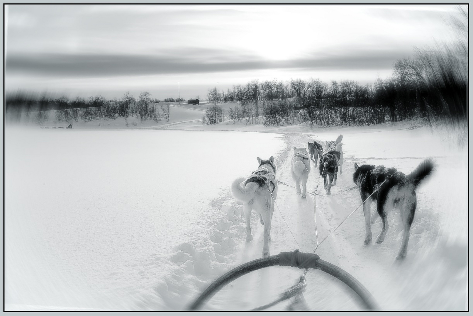 Mit den Huskies unterwegs.....