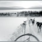 Mit den Huskies unterwegs.....