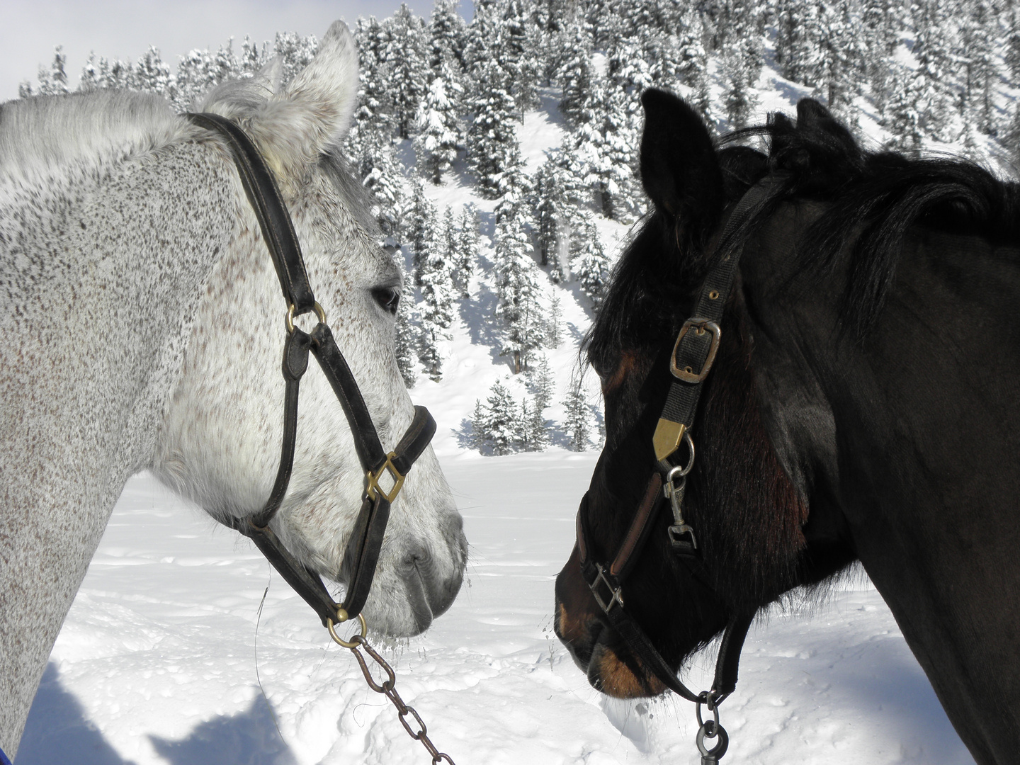 mit den Pferden im schnee !