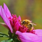 mit den Pollen in die Vollen