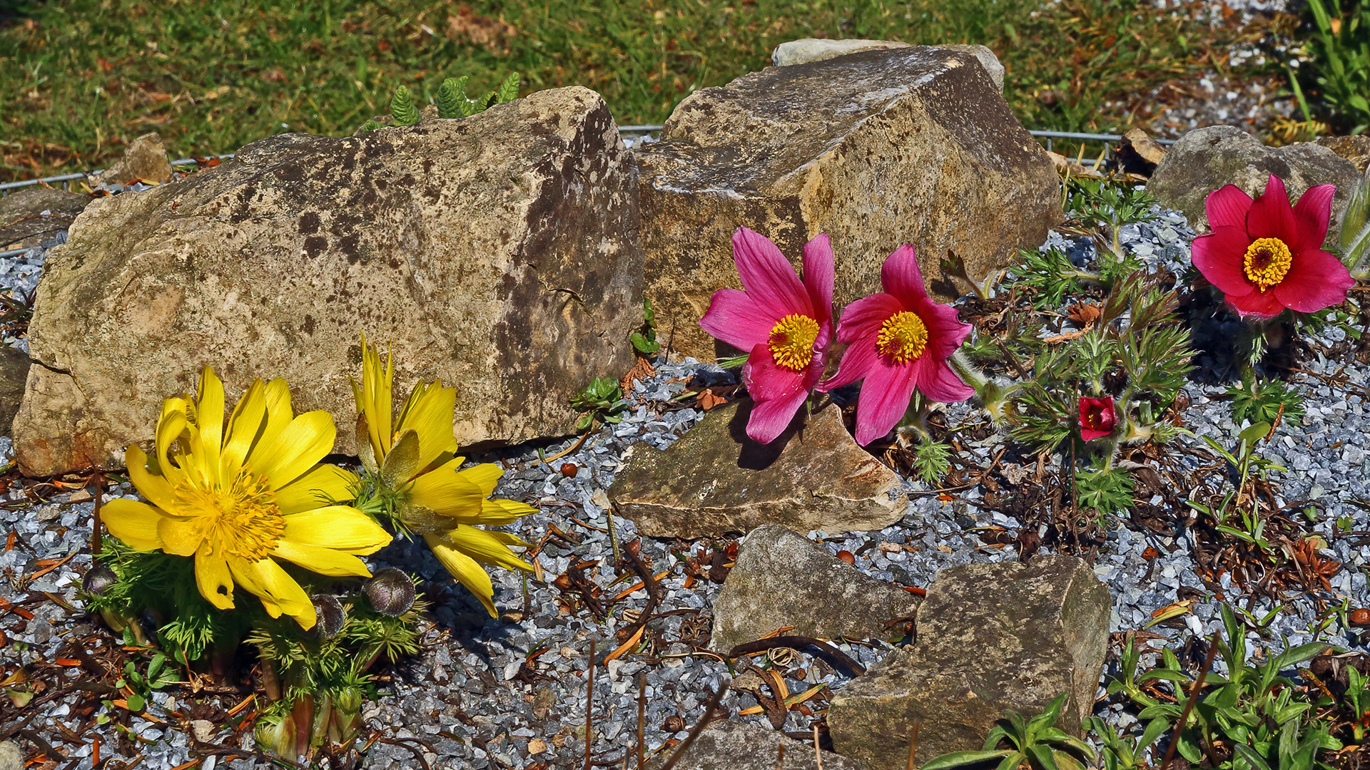 Mit den weiteren roten Pulsatillablüten ganz rechts  eine weitere Variante