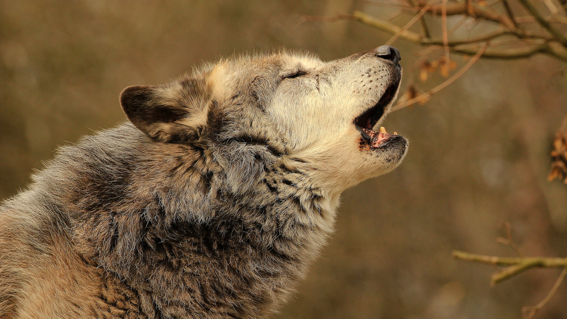 mit den Wölfen heulen (2) Foto & Bild | natur, wolf, zoo Bilder auf ...