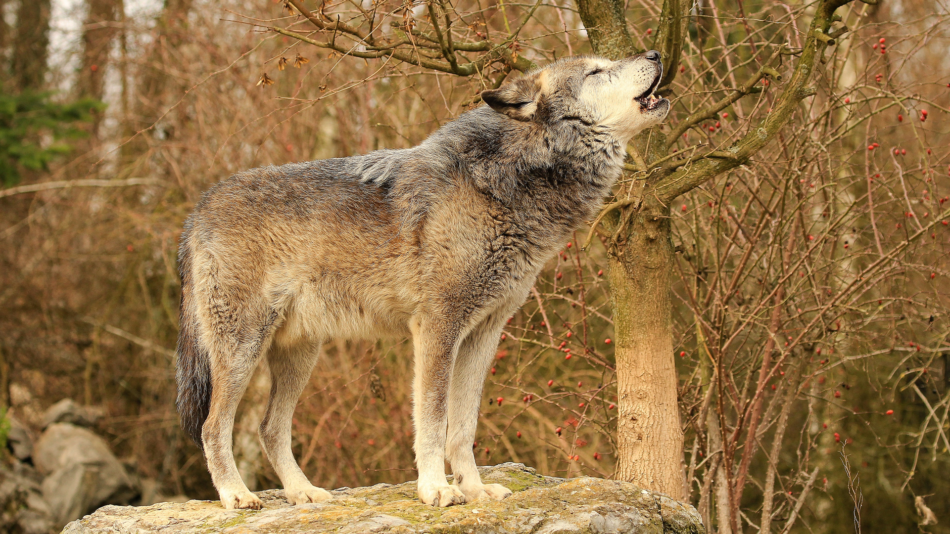 mit den Wölfen heulen