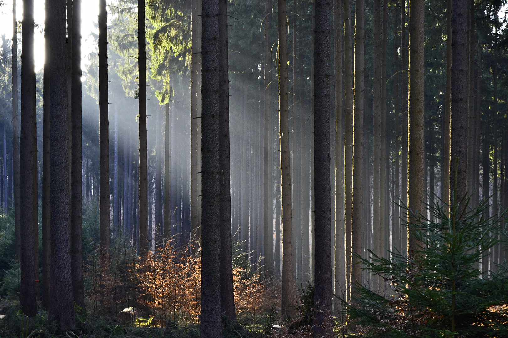 mit der Abendsonne im Wald