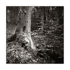 mit der Adox im Wald #2