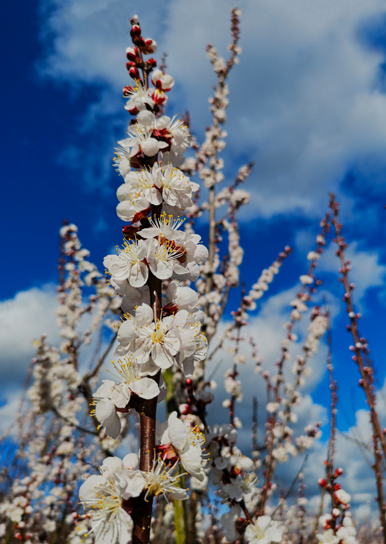 Mit der Aprikosenrakete in den Frühling