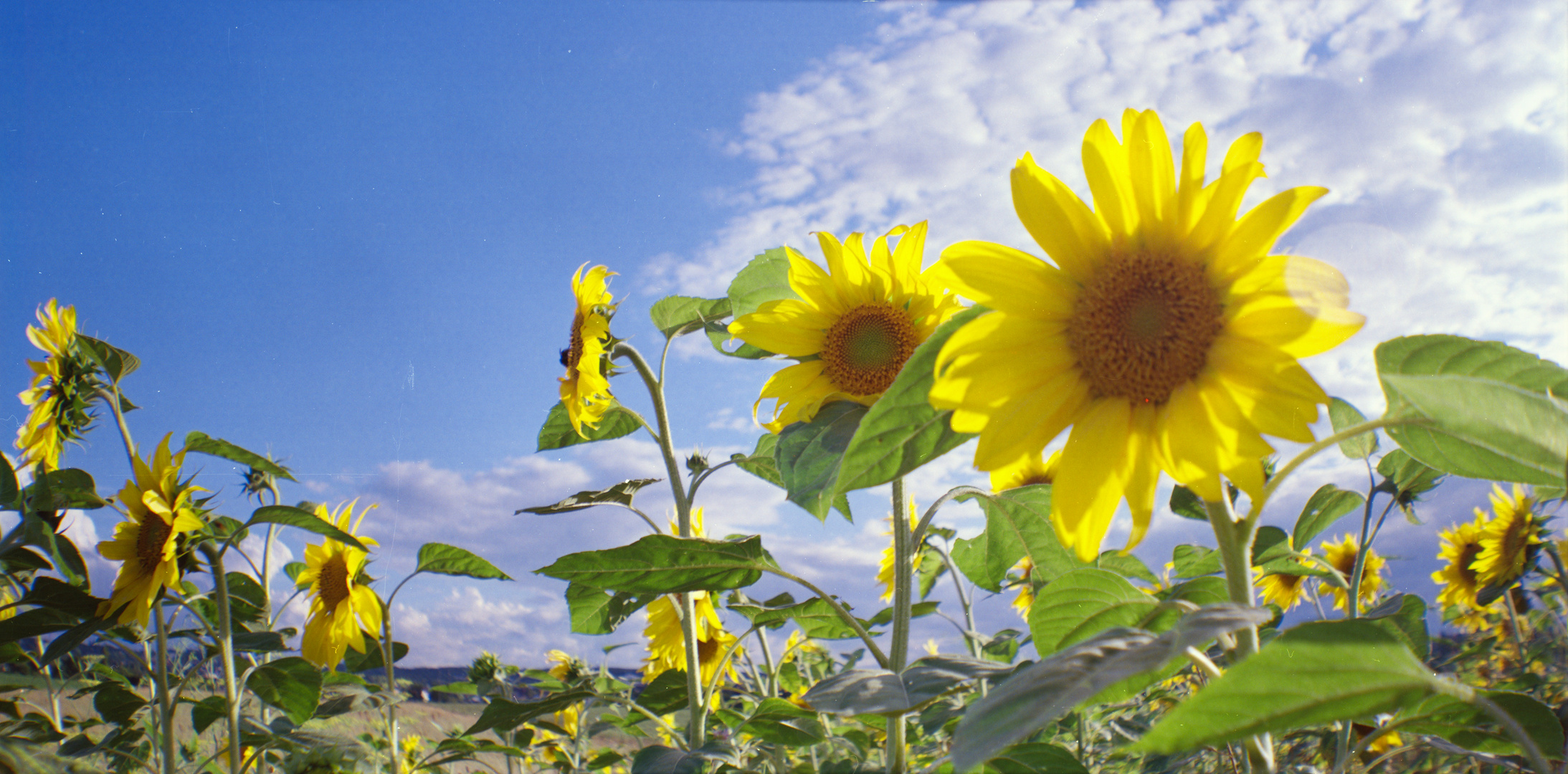 Mit der Belair in den Sonnenblumen