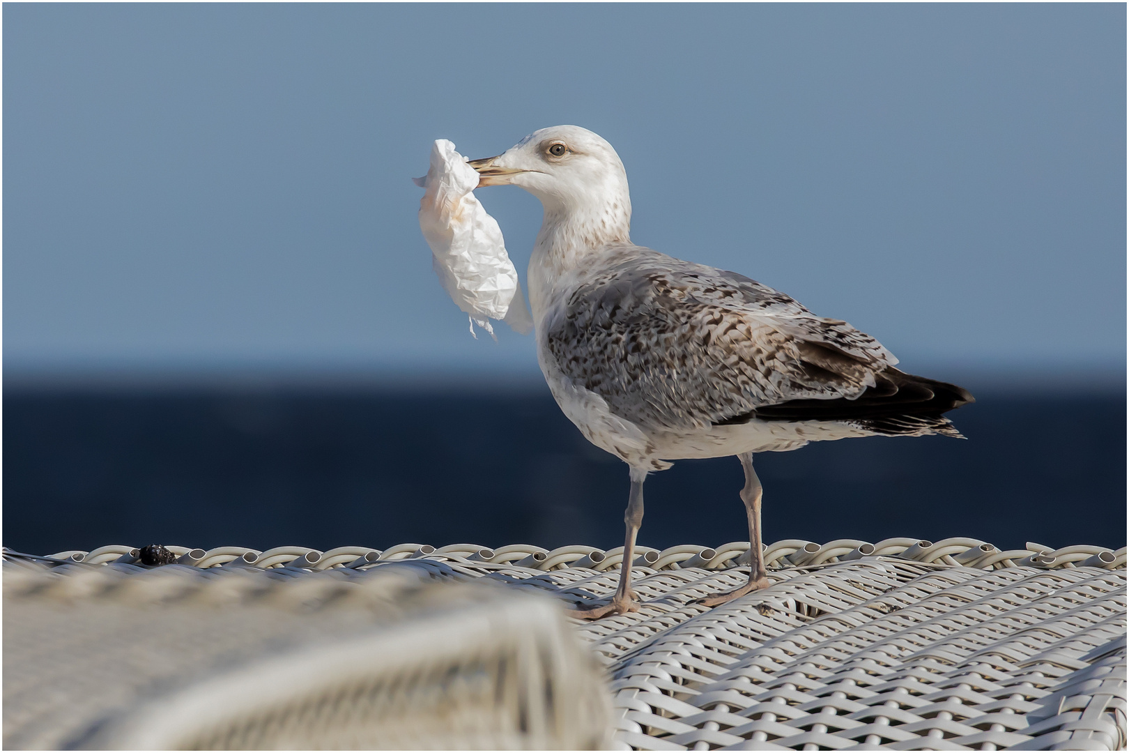 mit der Beute auf dem Strandkorb  .....