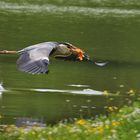 mit der Beute auf dem Weg zum Ufer......