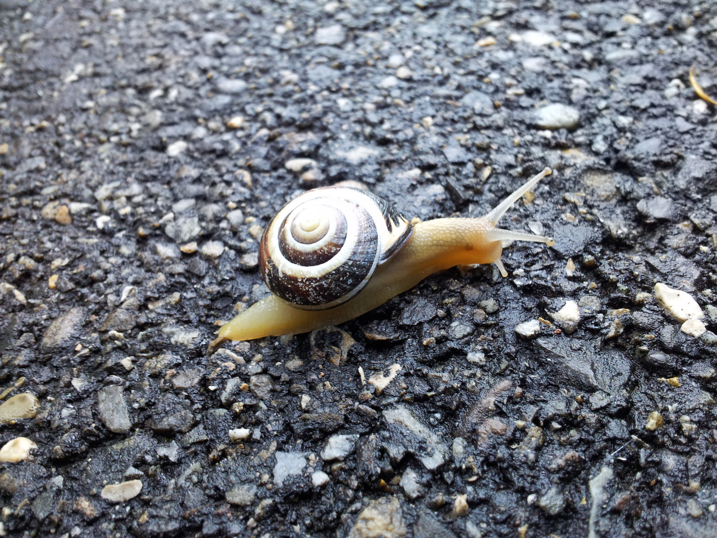 Mit der Eile kommt die Schnecke