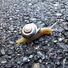 Mit der Eile kommt die Schnecke