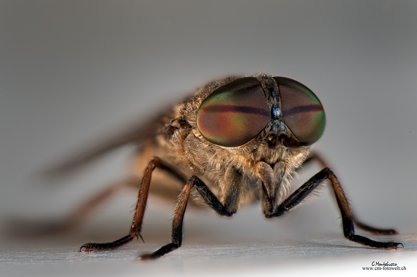 Mit der Fliege im Studio