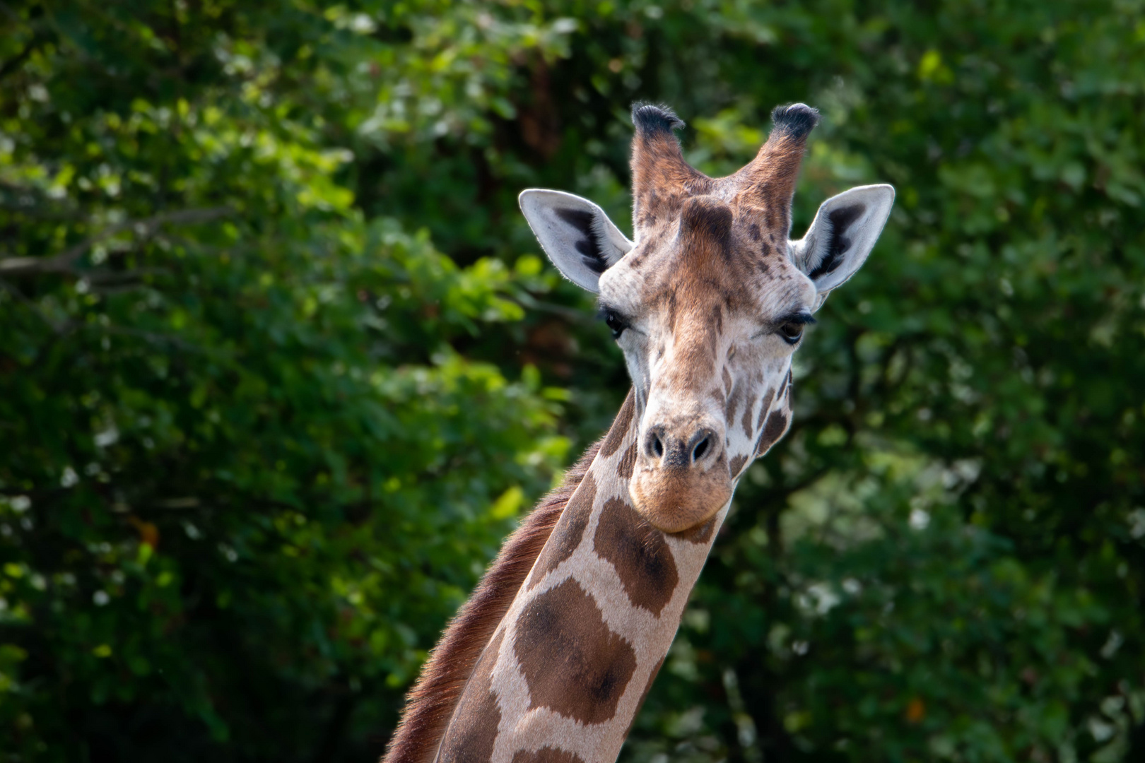 Mit der Giraffe auf Augenhöhe ...