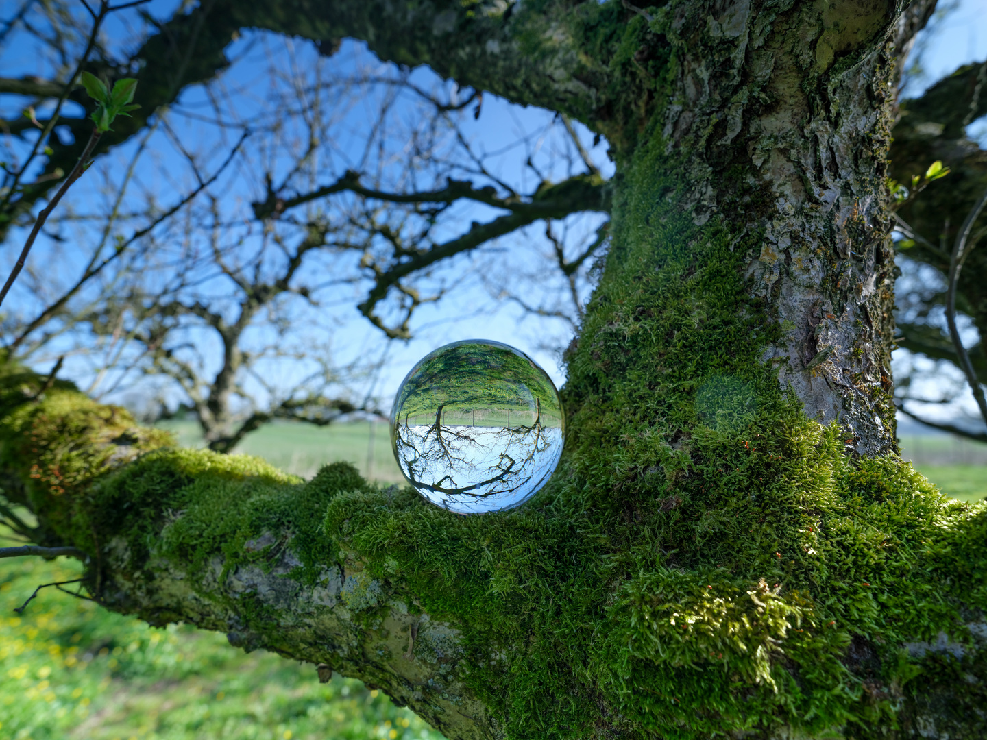 Mit der Glaskugel im alten Apfelbaum