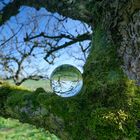 Mit der Glaskugel im alten Apfelbaum