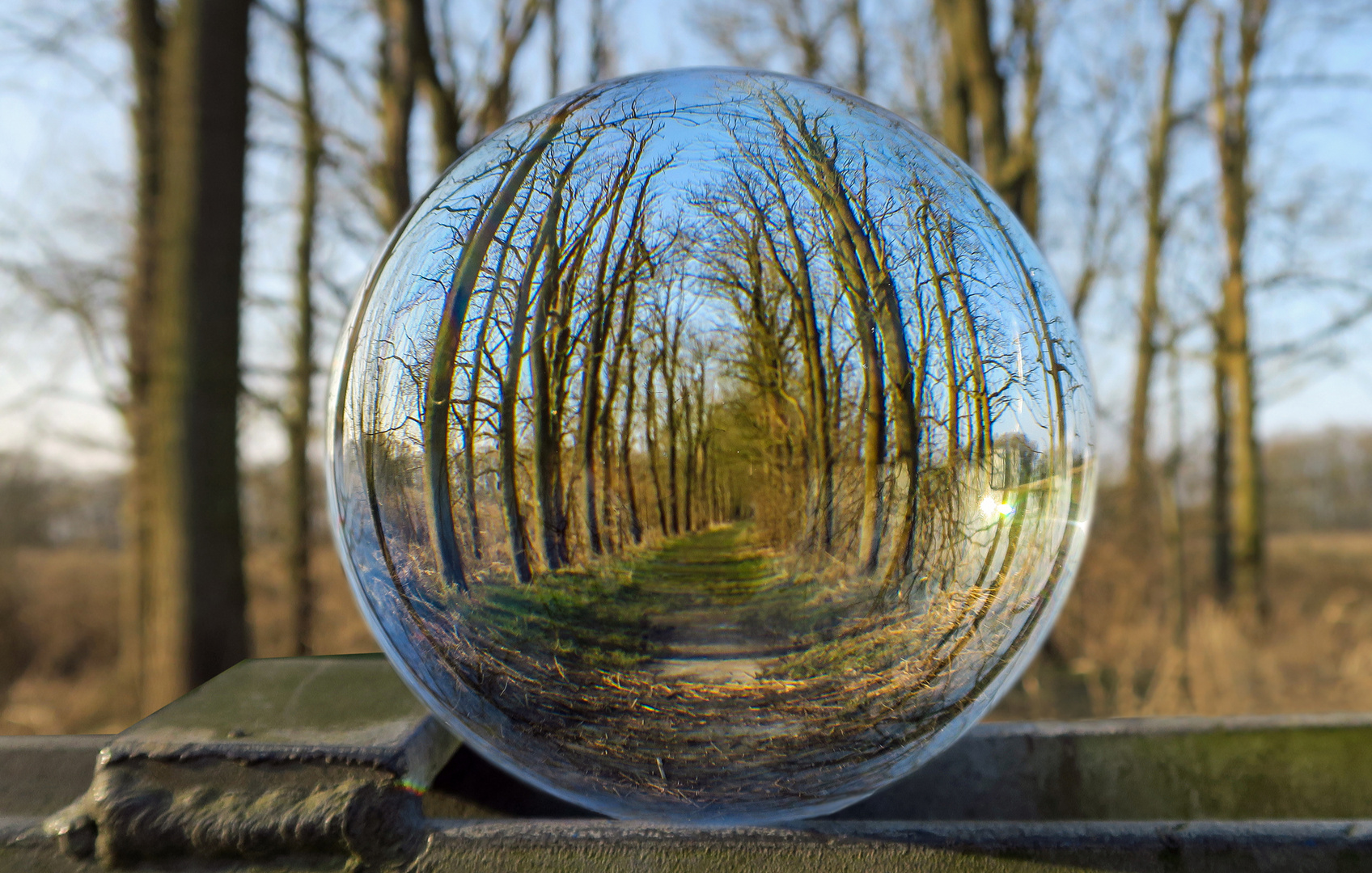 Mit der Glaskugel vor einer Eschenallee in der Elbmarsch