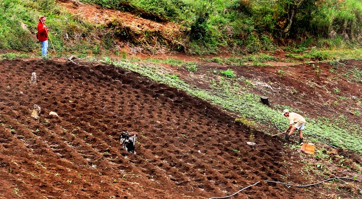 mit der Hacke im Urwald