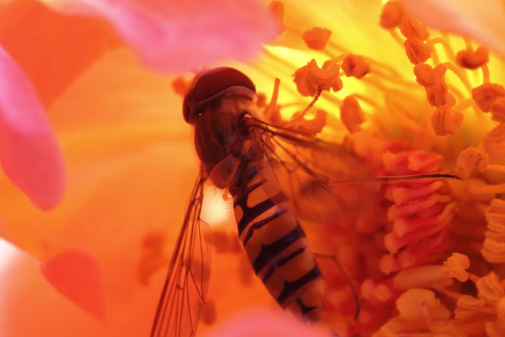 Mit der Hainschwebfliege (Episyrphus balteatus) in einer Rosenblüte