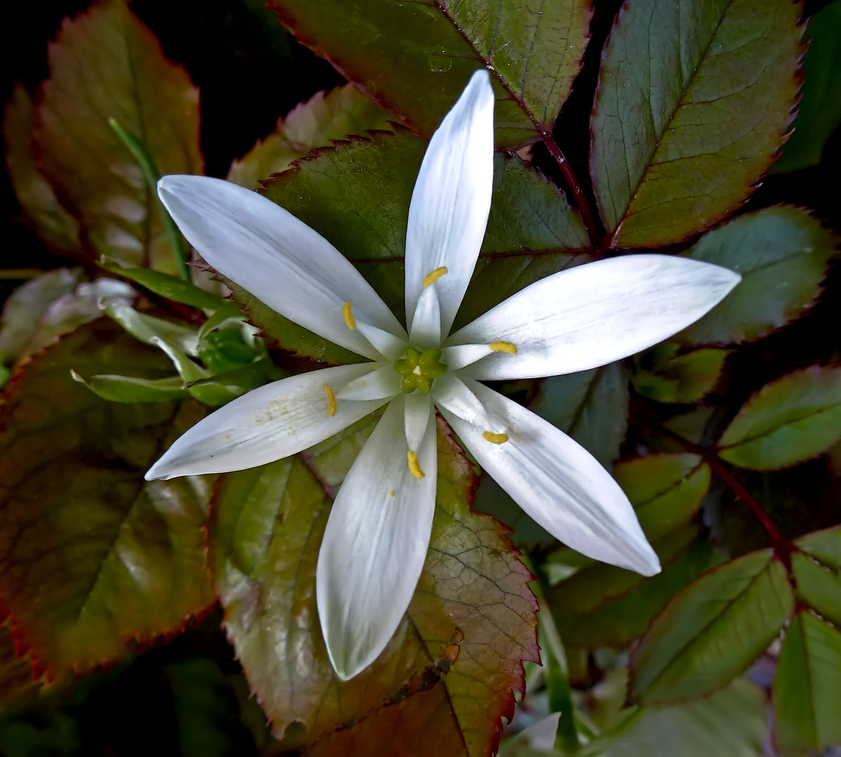 Mit der Heilpflanze "Star of Bethlehem" wünsche ich dir von Herzen frohe Weihnachten!