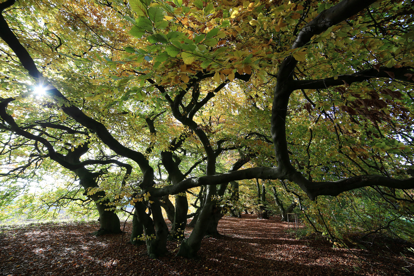 mit der herbstsonne