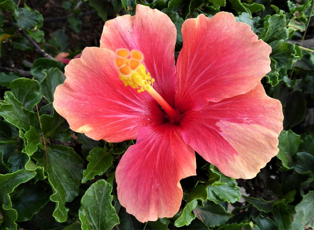 Mit der Hibiskusblüte...