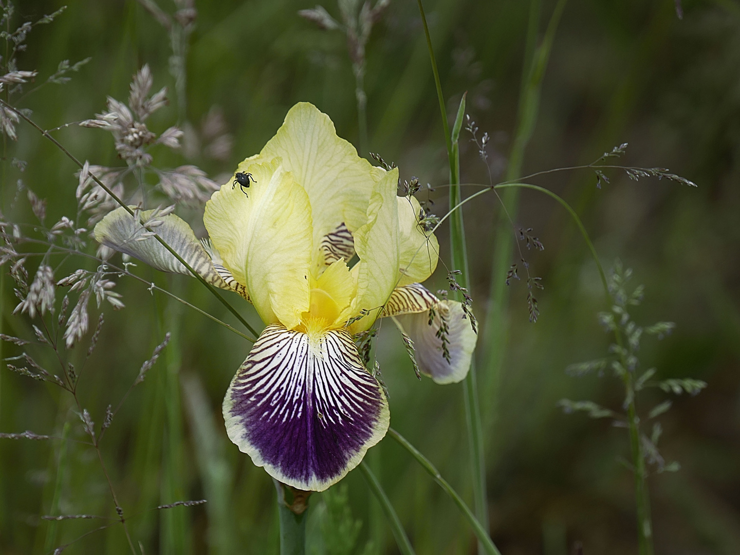 mit der Iris...