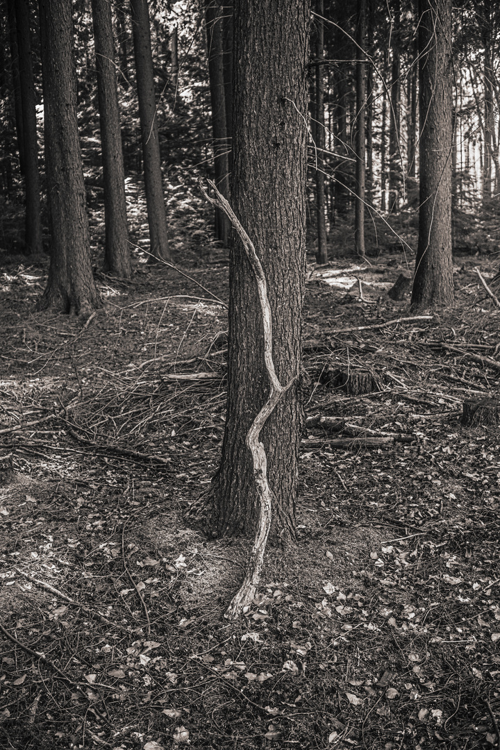 Mit der Kamera im Wald