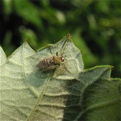 Mit der Kriebelmücke Simulium sp. (Fam. Simuliidae) haben wir die nächste Gruppe . . .