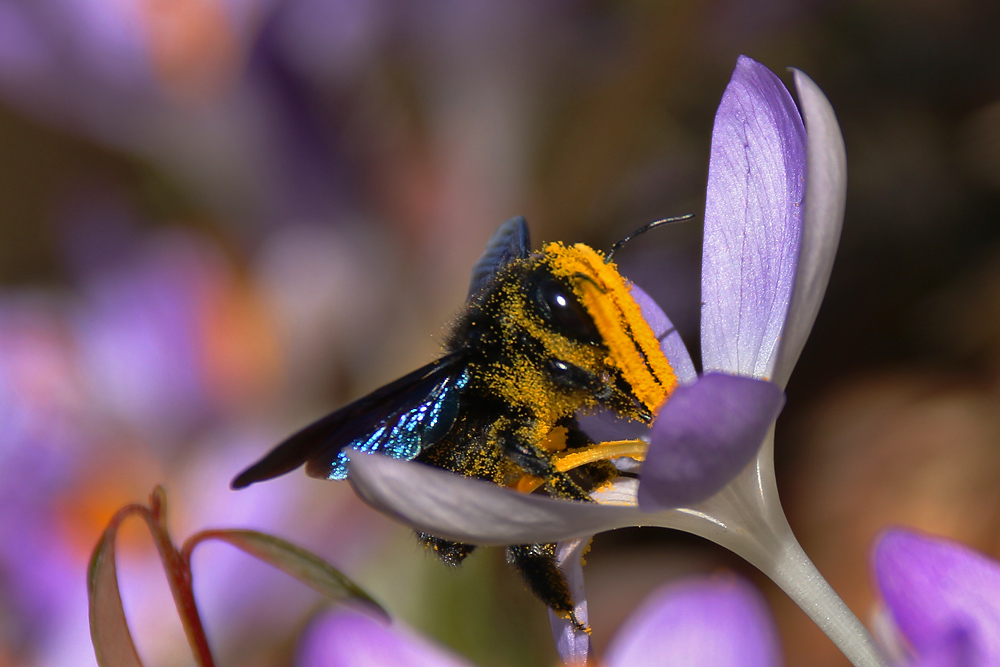 mit der Krokusblüte verschmolzen