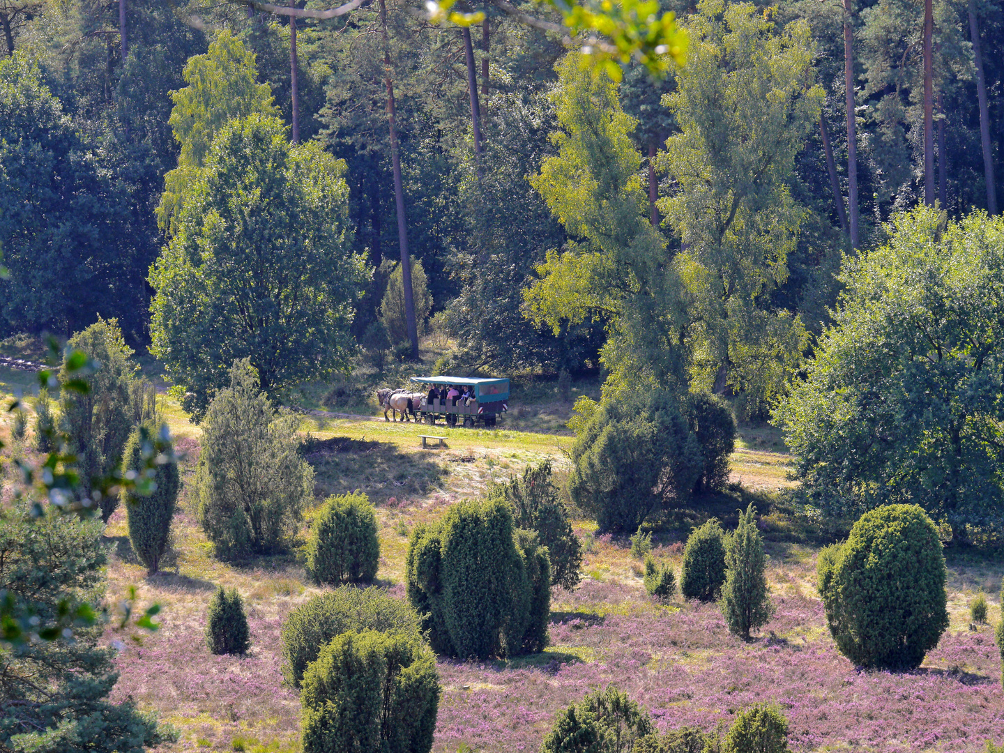 Mit der Kutsche durch die Heide