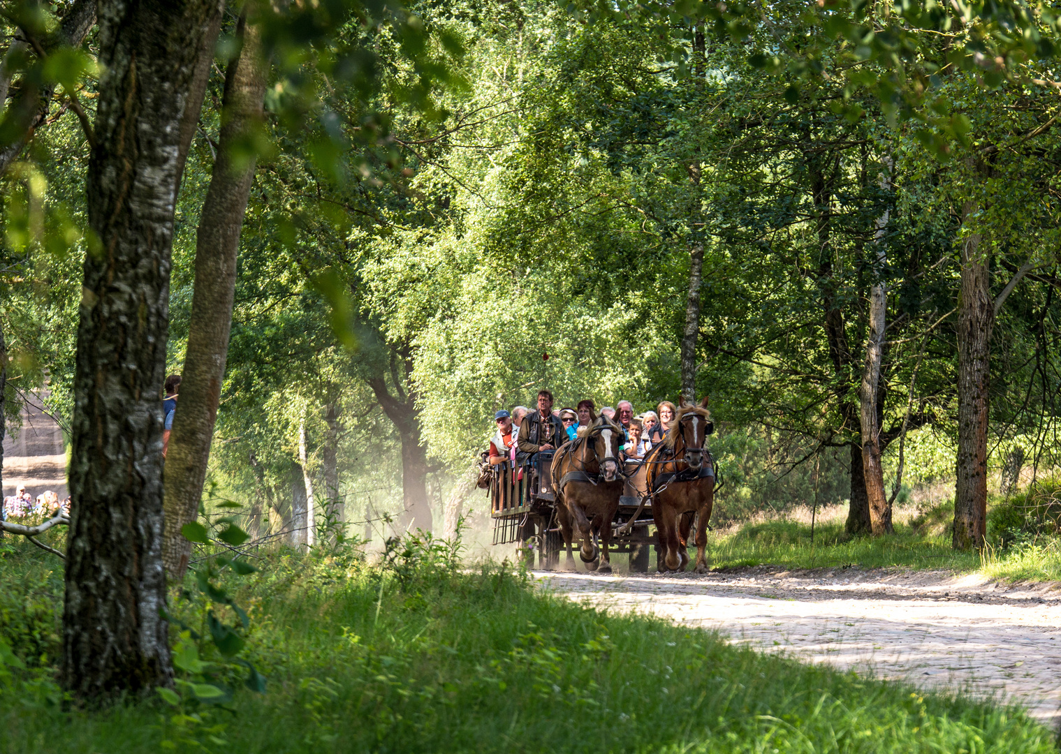 Mit der Kutsche von Undeloh nach Wilsede