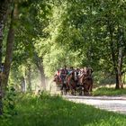 Mit der Kutsche von Undeloh nach Wilsede