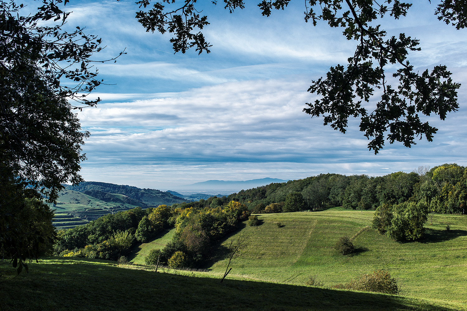 Mit der Leica unterwegs: Vogtsburg im Kaiserstuhl 2