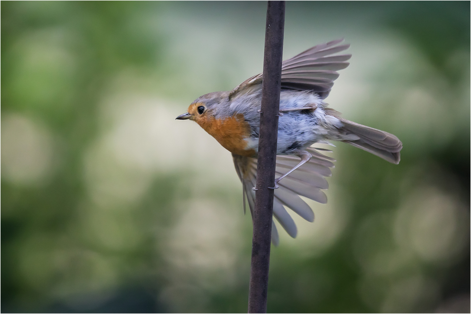 mit der Leichtigkeit eines Vogels  .....