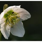 Mit der letzten blühenden Christrose...