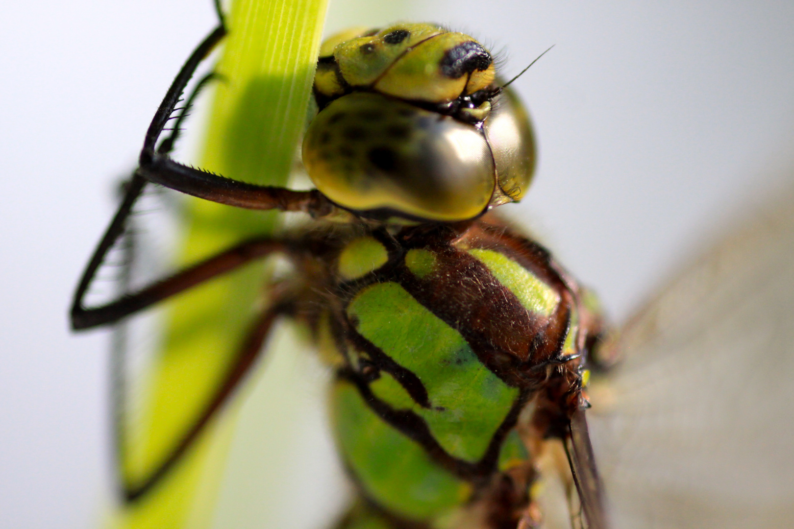 mit der Libelle Auge in Auge