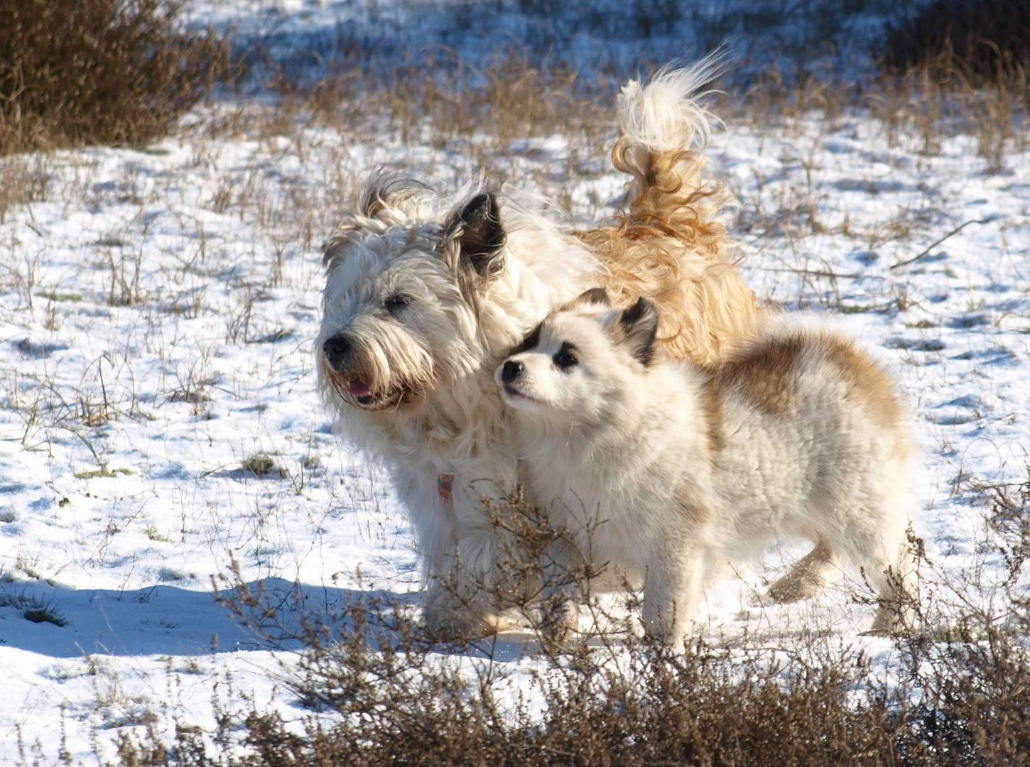 mit der Mutti in der Winter-Heide