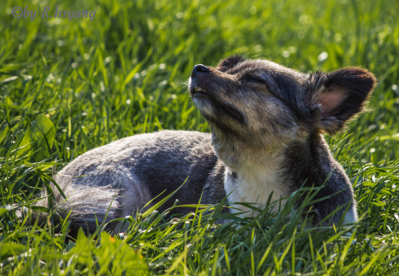 Mit der Nase in den Wind